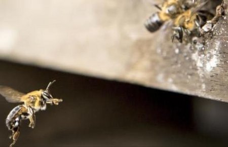 BIENEN - EINE WELT IM WANDEL